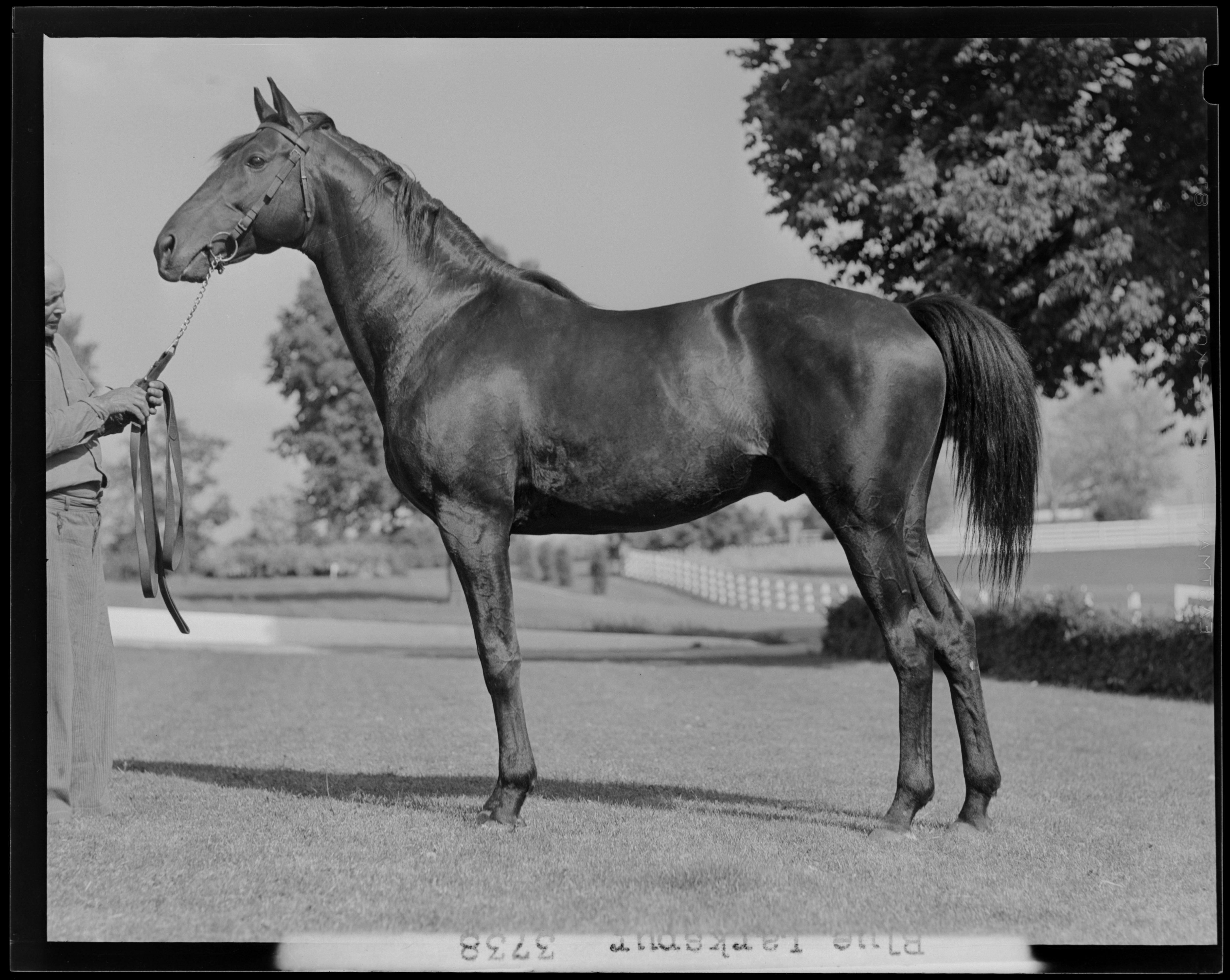 Tall Tales of the Track, Kentucky Derby: A Question of Calks
