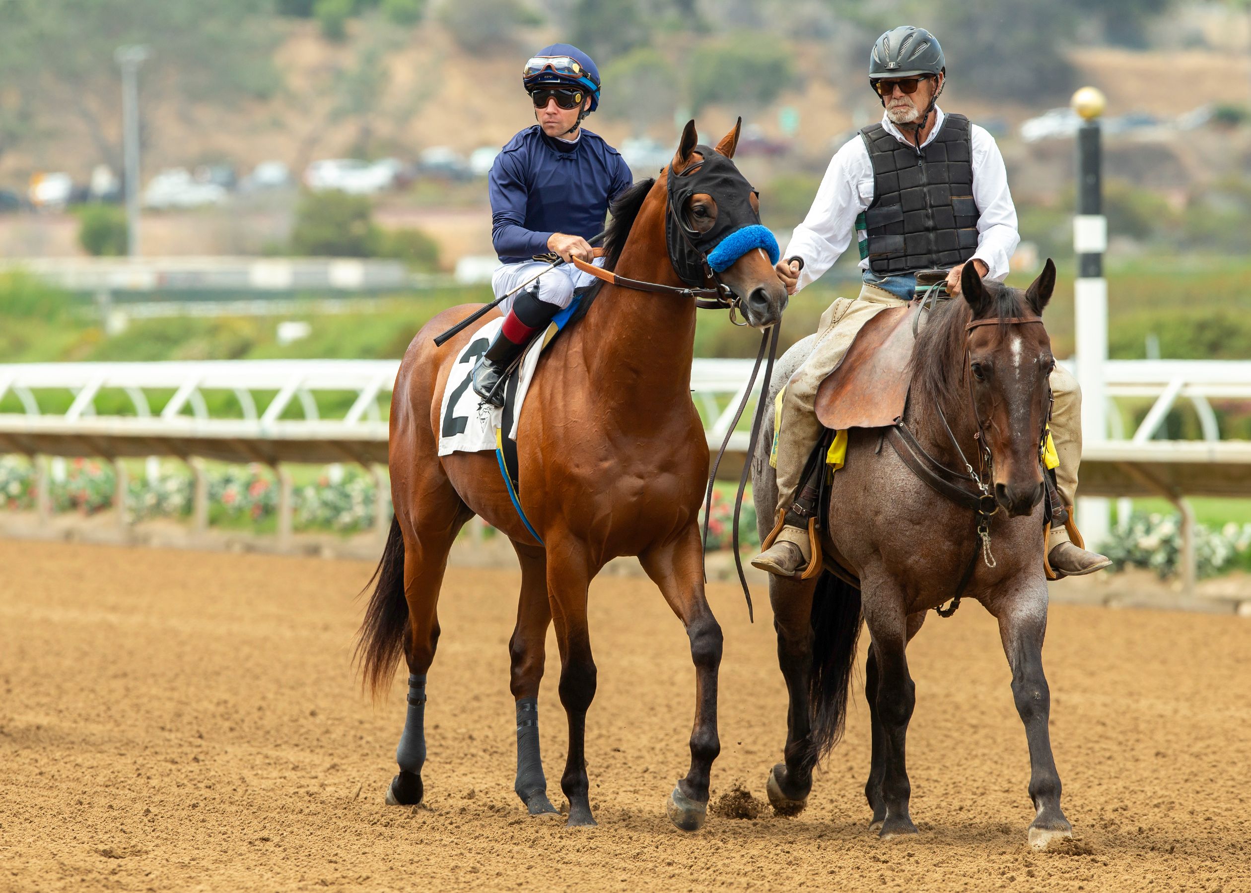 Horses to follow in 2026: Plutarch | TwinSpires