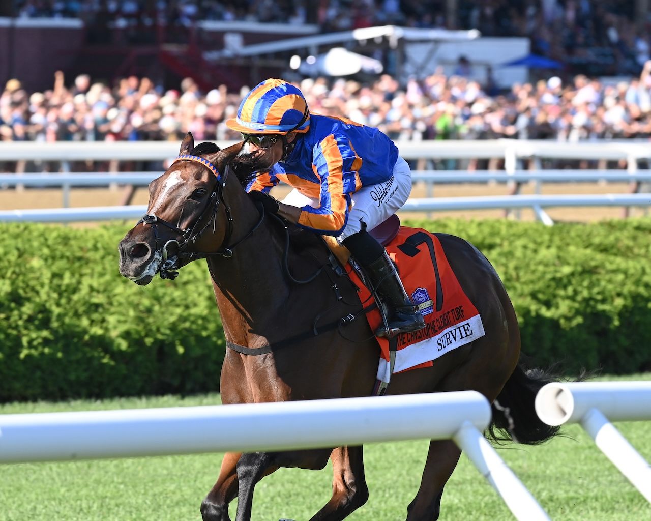 Breeders' Cup Roundup: Survie strikes in Christophe Clement