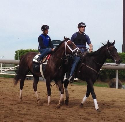 Carpe Diem - Horse Profiles: Pedigree, Stats, Results & Past