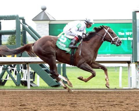 C DIEM / カルペディエム / DERBY / HORSE / 42 Carpe Diem - Horse Profiles: Pedigree, Stats, Results & Past