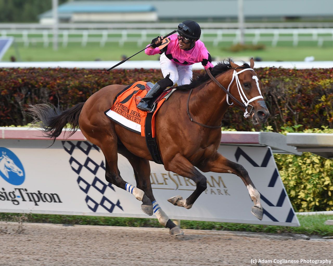 Kentucky Derby pedigree profile: Honor Marie